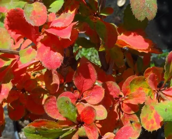 Berberitze (Berberis vulgaris)