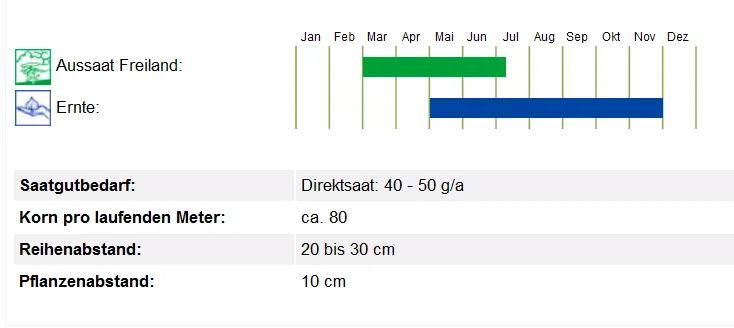 BIO Saatgut Petersilie Mooskrause 2