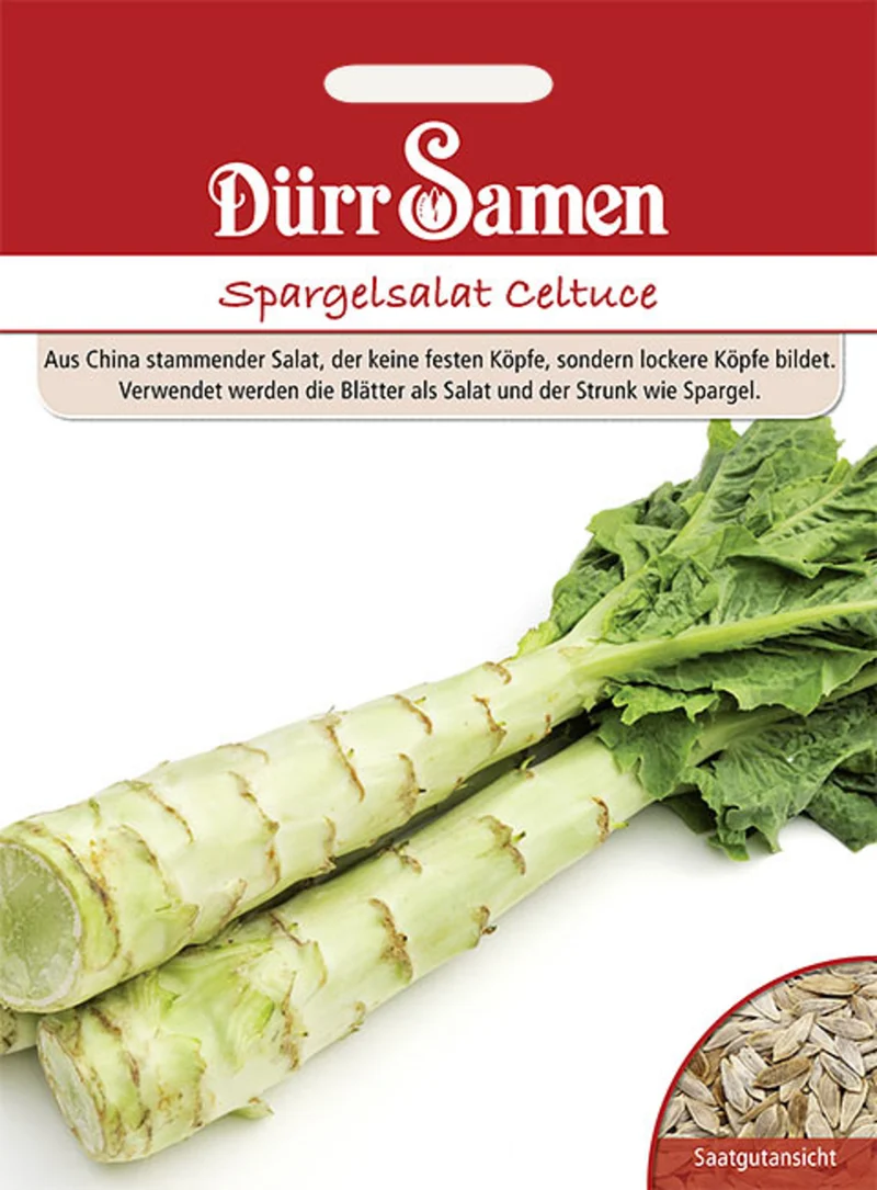 Spargelsalat Celtuce Saatgut