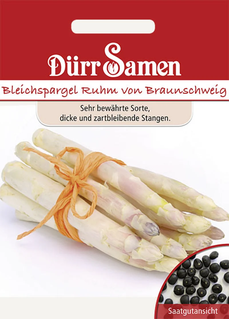 Bleichspargel Ruhm von Braunschweig Saatgut