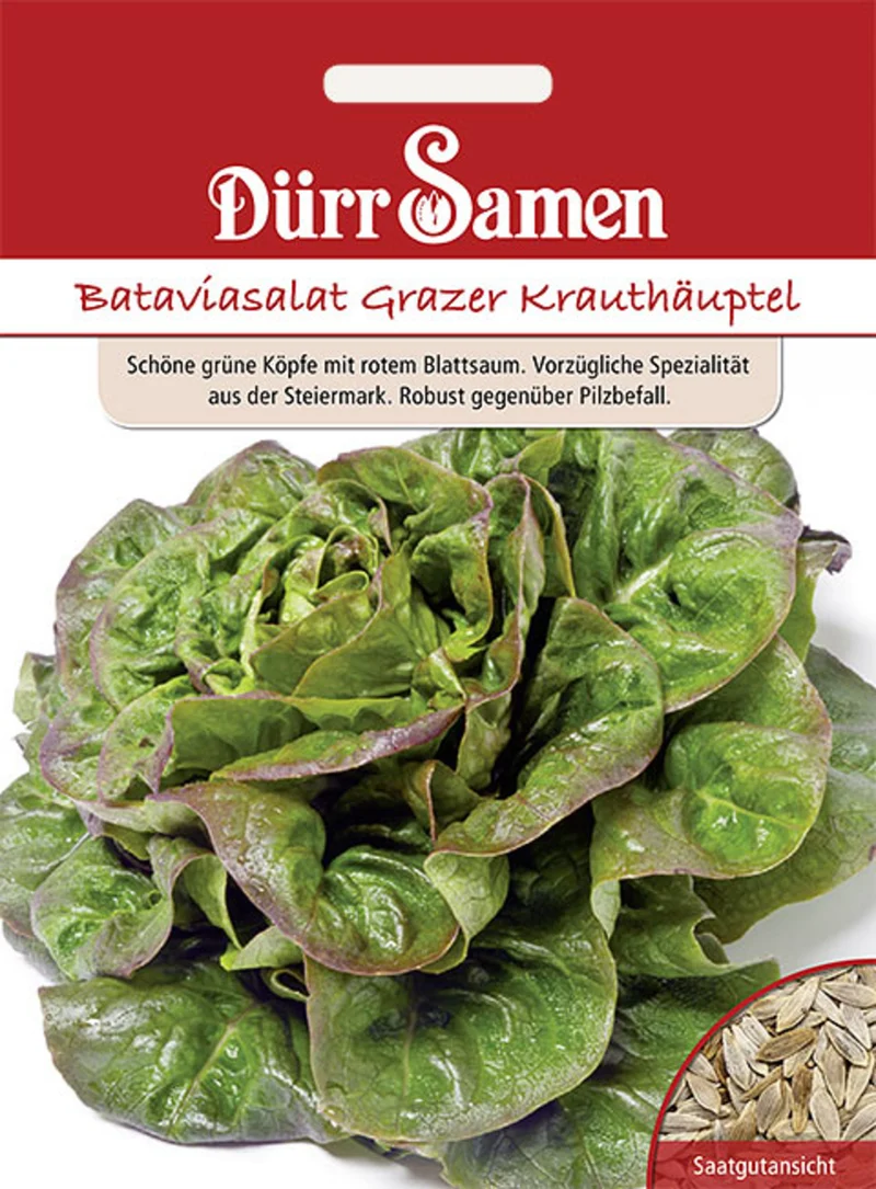 Bataviasalat Grazer Krauthäuptel Saatgut