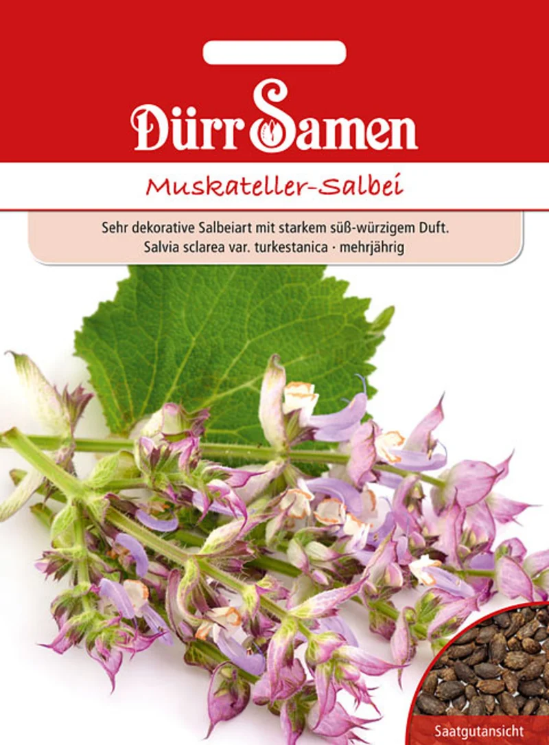 Muskateller Salbei Saatgut