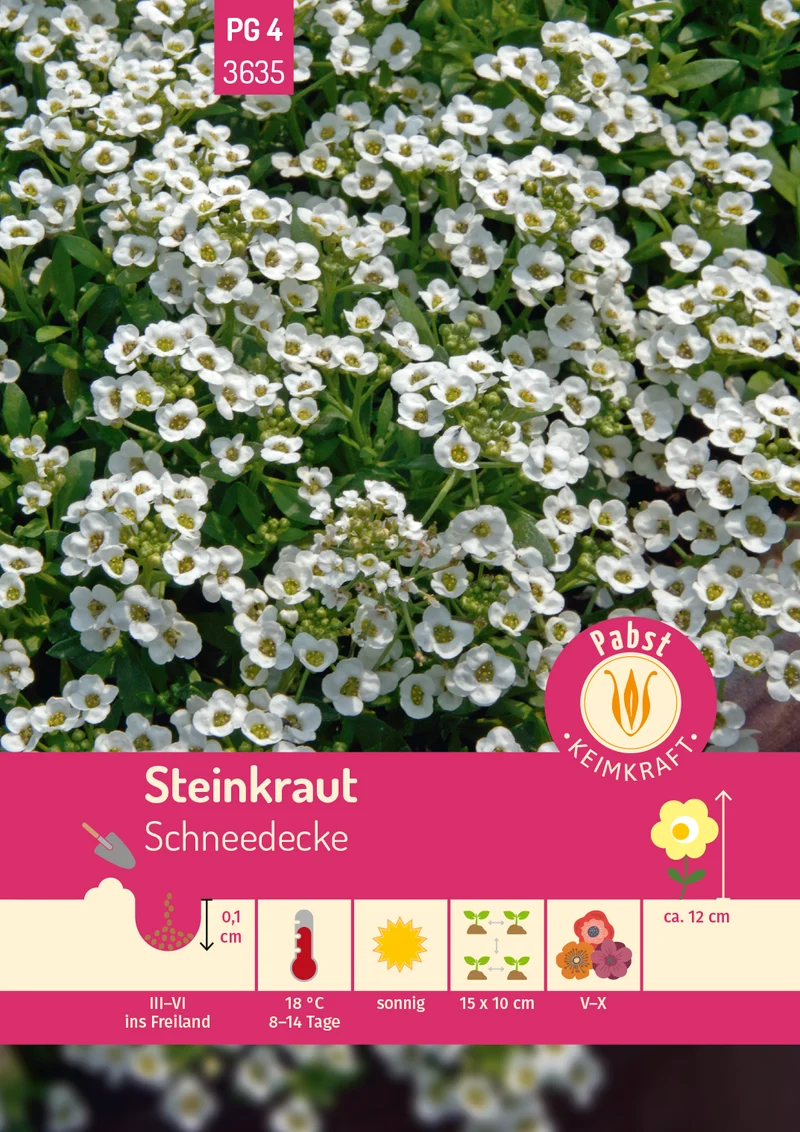 Steinkraut Schneedecke Saatgut