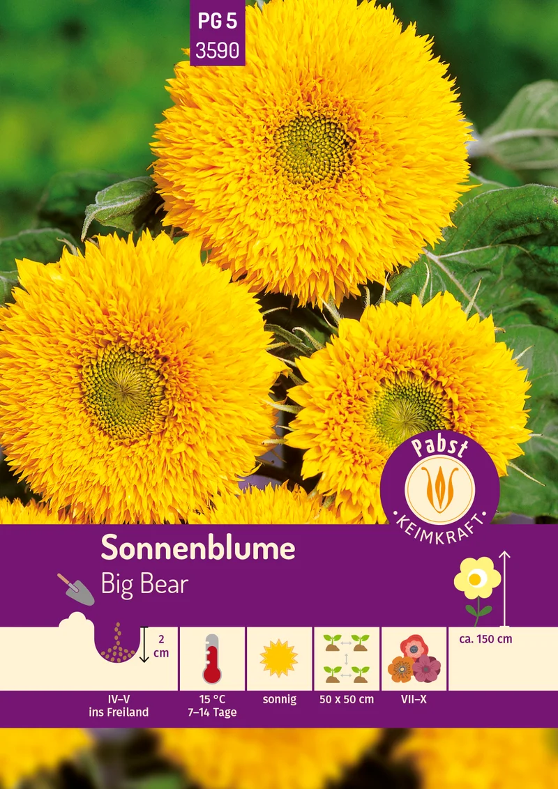 Sonnenblume Big Bear Saatgut