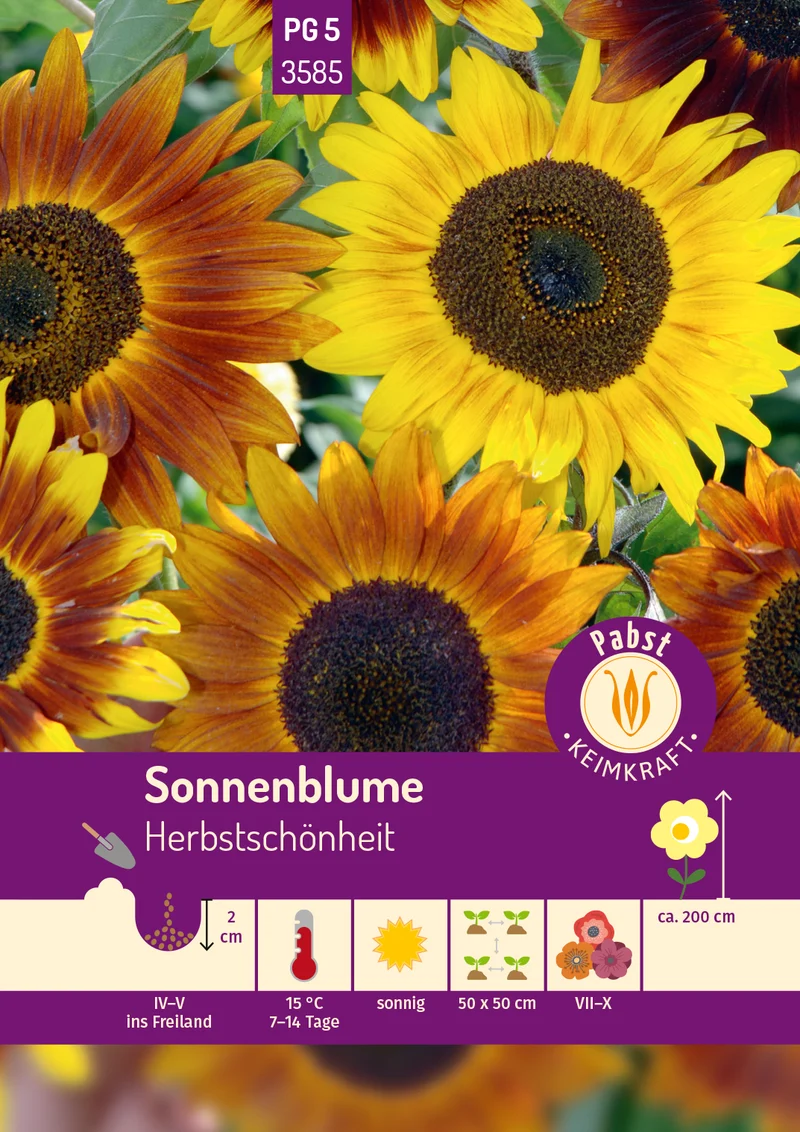 Sonnenblume Herbstschönheit Saatgut