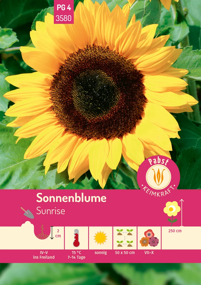Sonnenblume Sunrise Saatgut