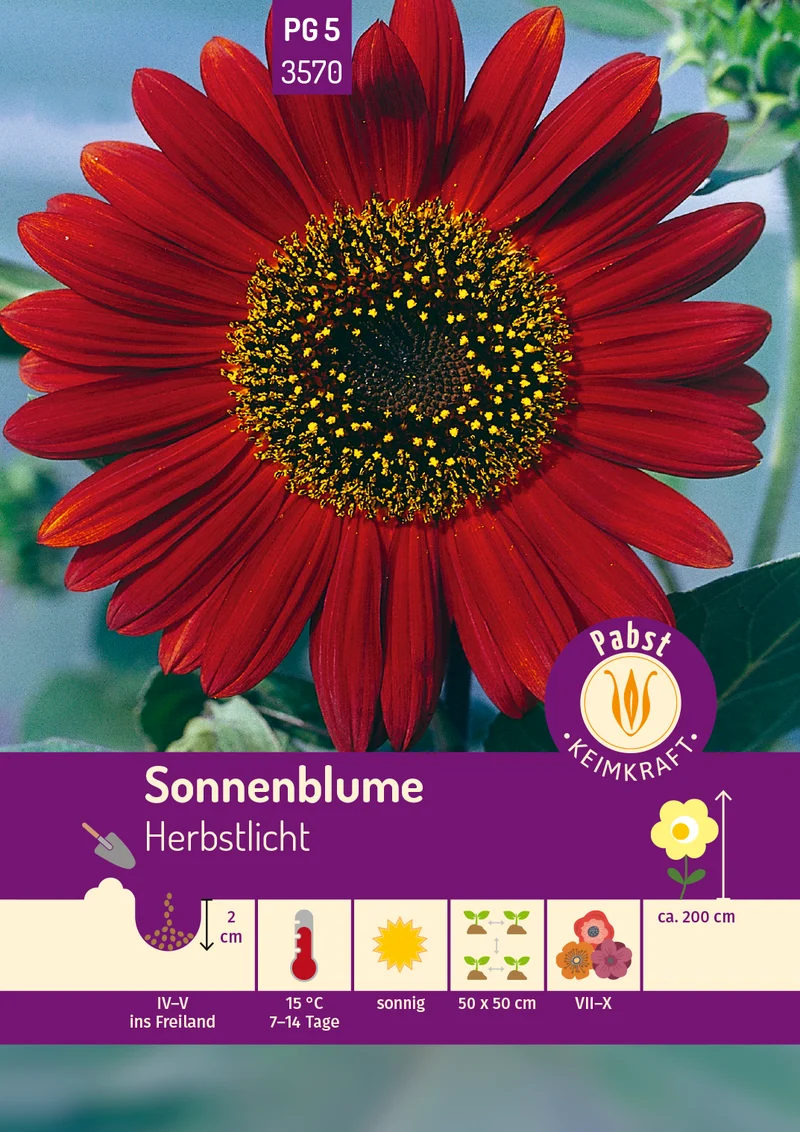 Sonnenblume Herbstlicht Saatgut