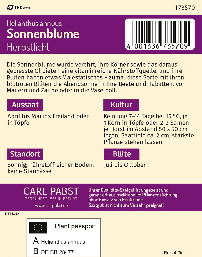 Sonnenblume Herbstlicht Saatgut