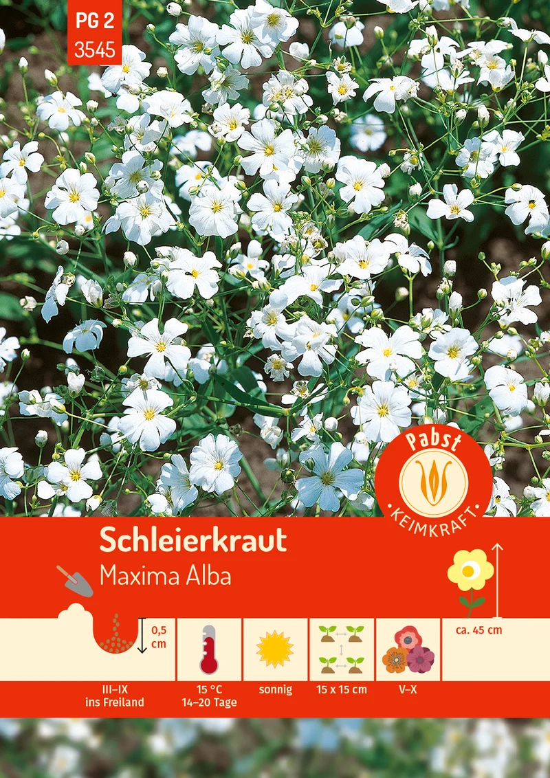 Schleierkraut Maxima Alba Saatgut