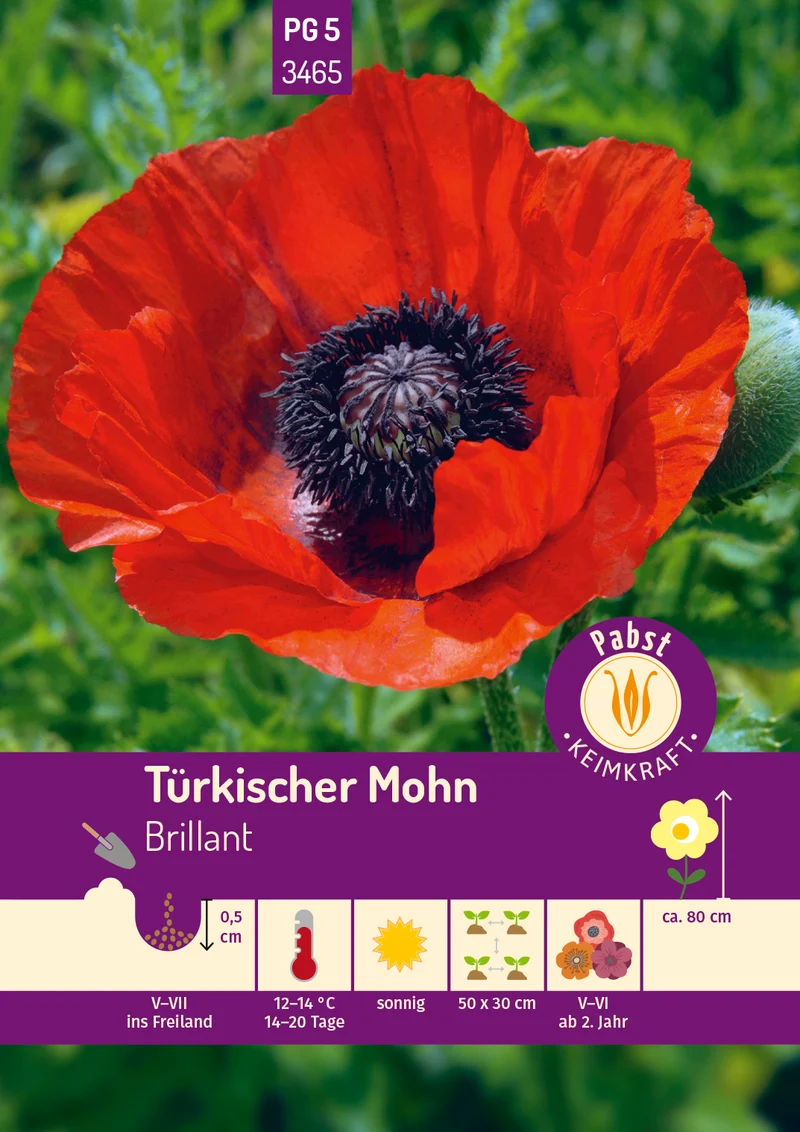 Türkischer Mohn Brillant Saatgut