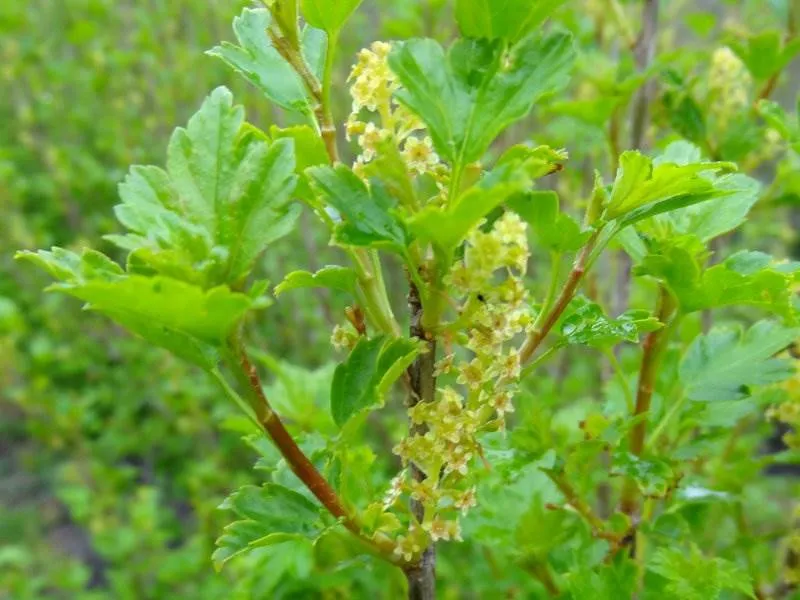 Wilde Johannisbeere (Ribes Alpinum)
