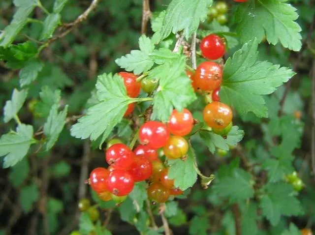 Wilde Johannisbeere (Ribes Alpinum)