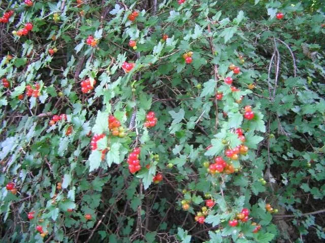 Wilde Johannisbeere (Ribes Alpinum)