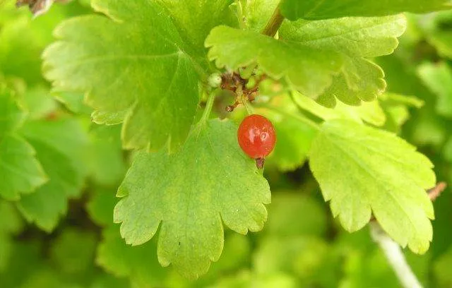Wilde Johannisbeere (Ribes Alpinum)