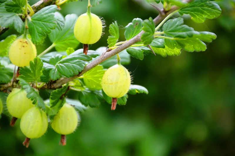 Wilde Stachelbeere (Ribes uva-crispa)