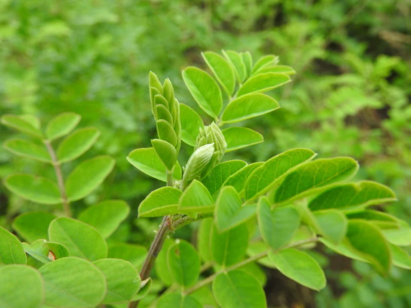 Blasenstrauch (Colutea arborescens)