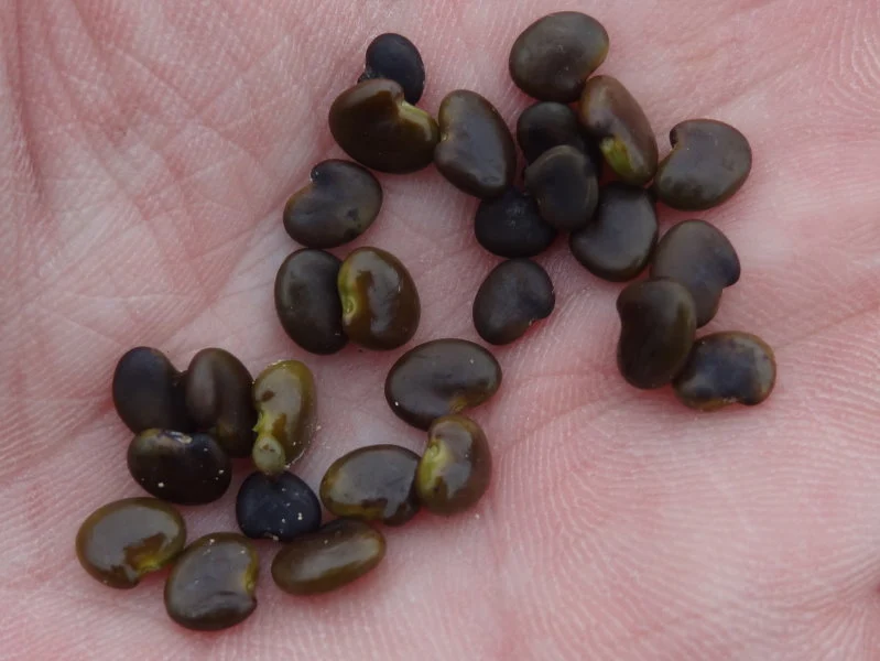Blasenstrauch (Colutea arborescens)