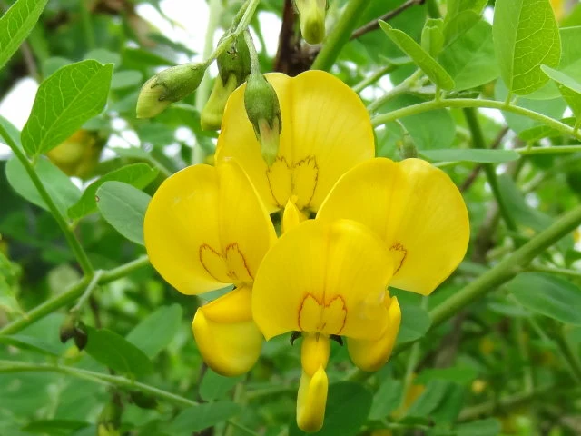 Blasenstrauch (Colutea arborescens)