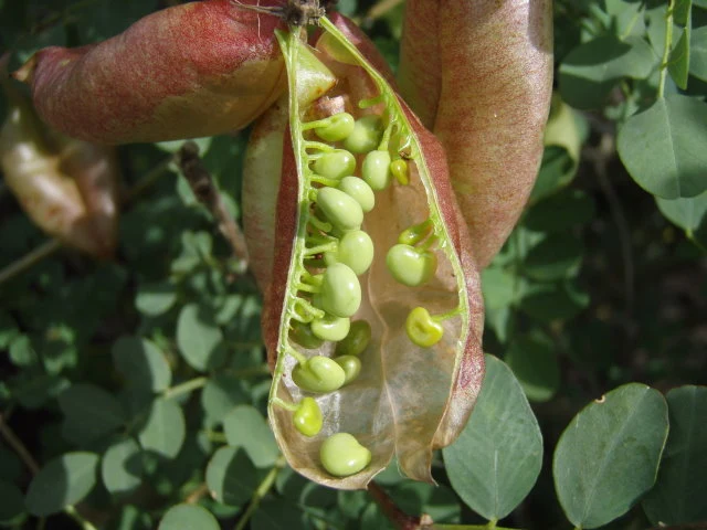 Blasenstrauch (Colutea arborescens)
