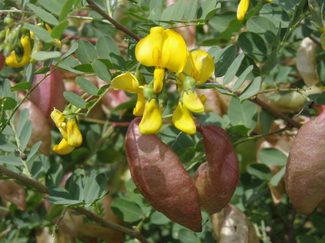 Blasenstrauch (Colutea arborescens)