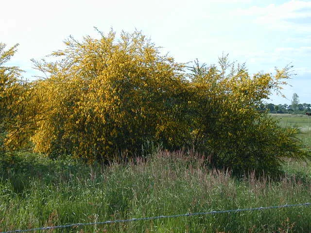 Besenginster (Cytisus scoparius)