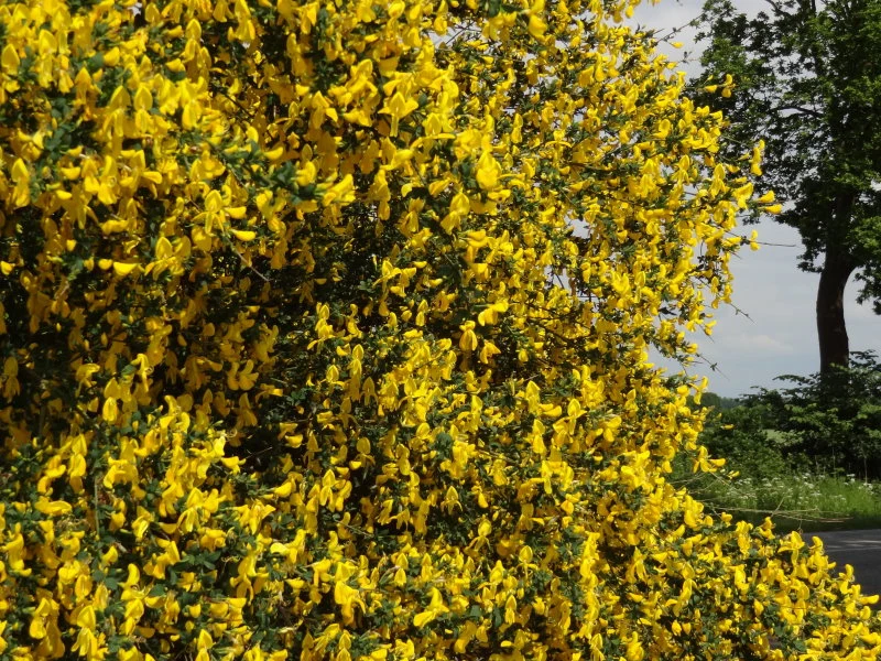 Besenginster (Cytisus scoparius)
