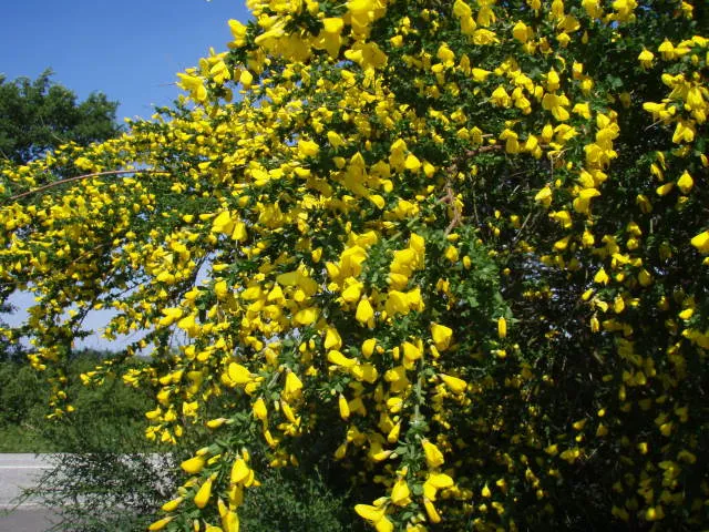 Besenginster (Cytisus scoparius)