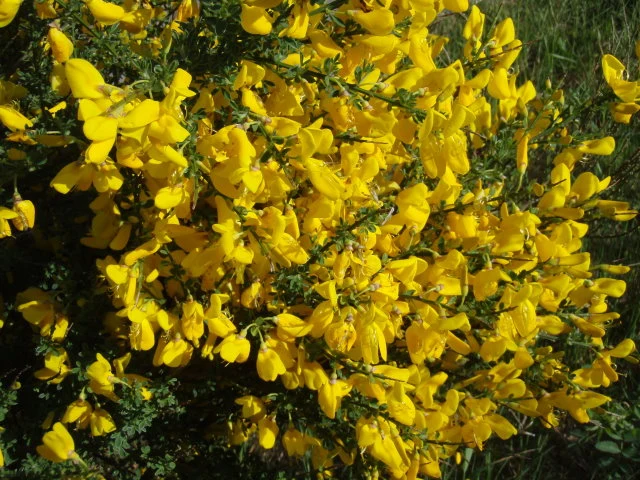 Besenginster (Cytisus scoparius)