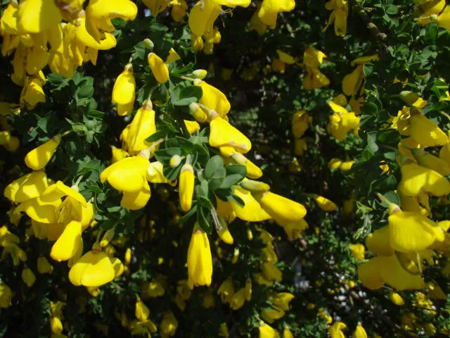 Besenginster (Cytisus scoparius)