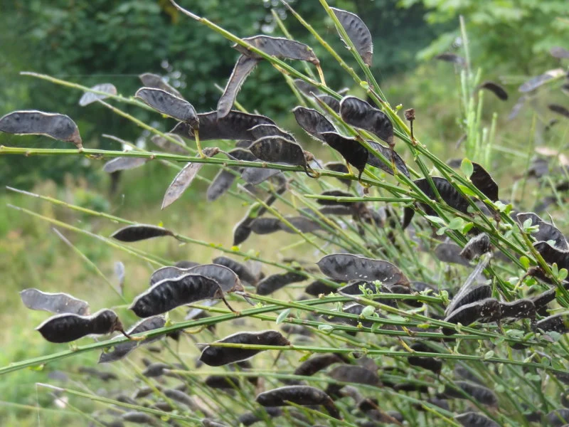 Besenginster (Cytisus scoparius)