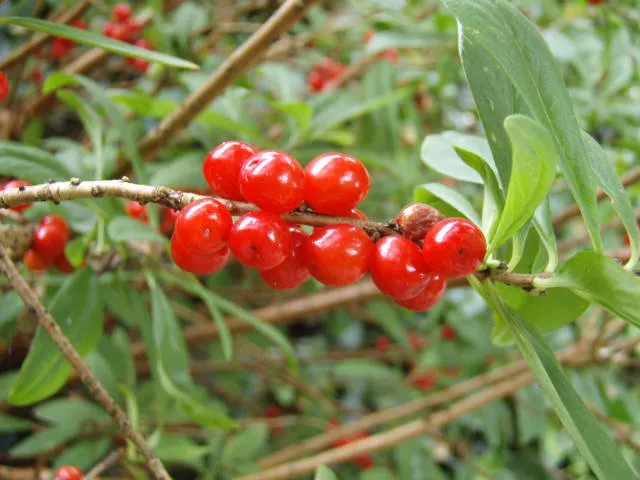 Seidelbast (Daphne mezereum)