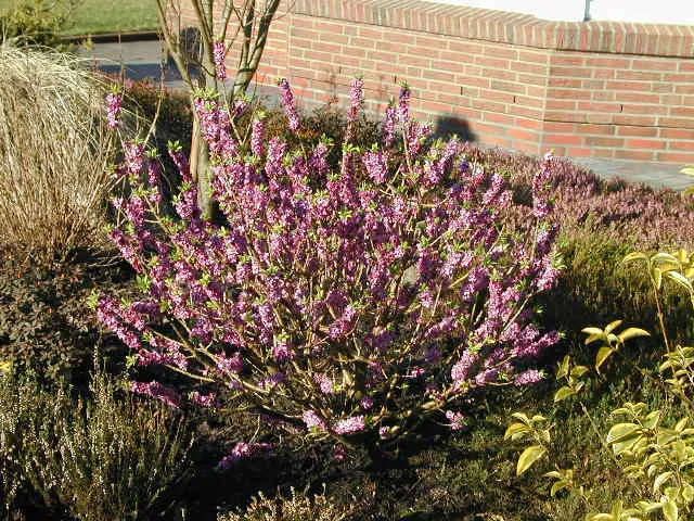 Seidelbast (Daphne mezereum)