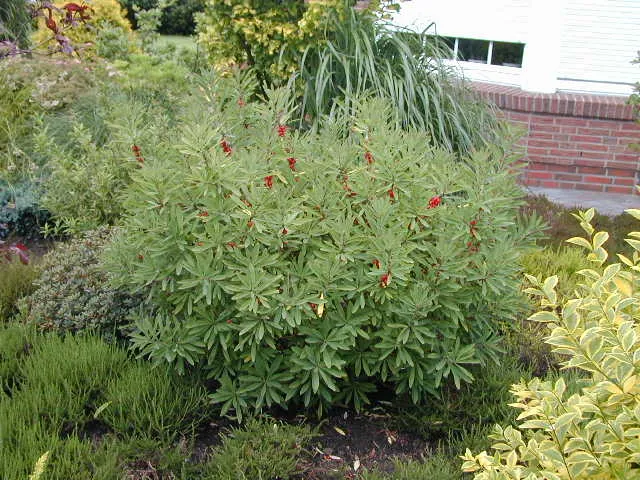 Seidelbast (Daphne mezereum)