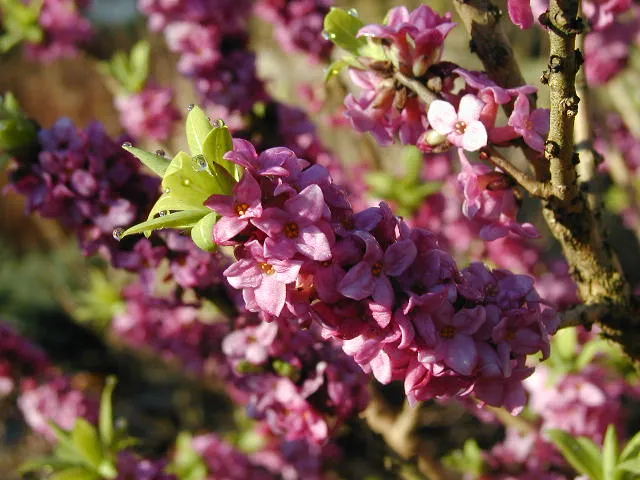 Seidelbast (Daphne mezereum)