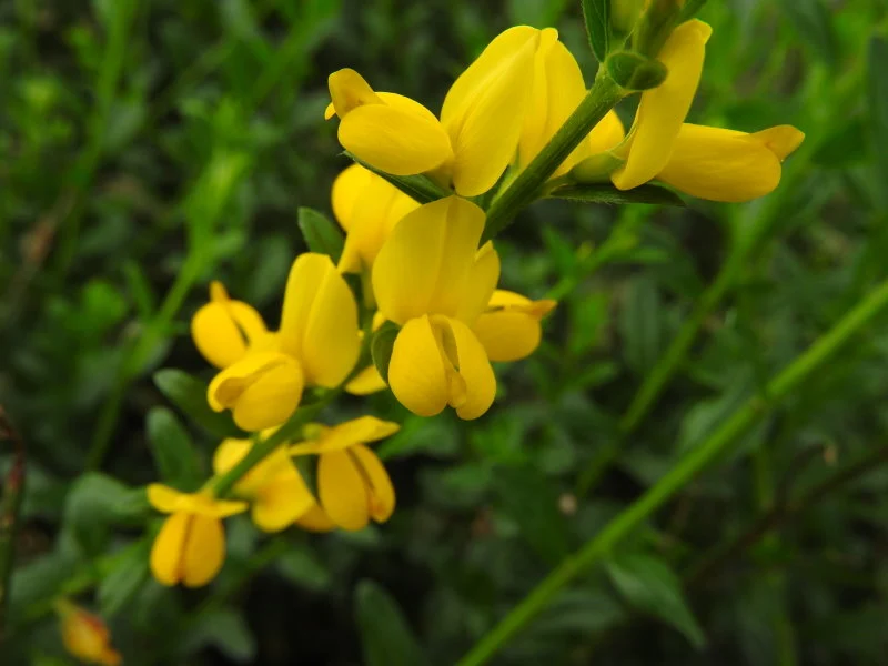 Färberginster "Royal Gold" (Genista tinctoria)