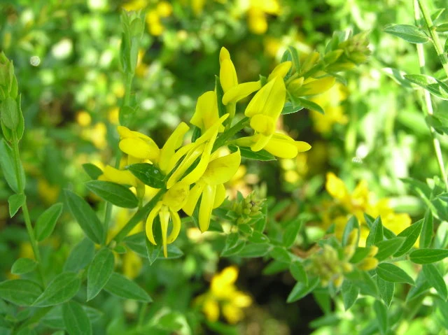 Färberginster "Royal Gold" (Genista tinctoria)