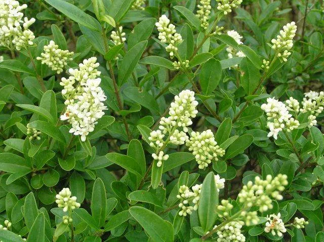 Liguster (Ligustrum vulgare)