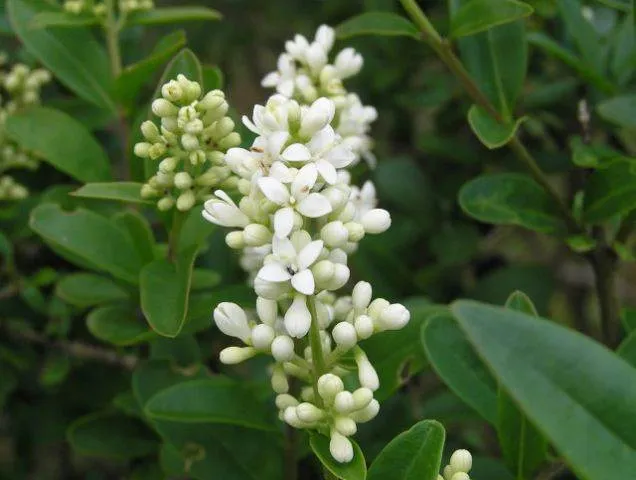 Liguster (Ligustrum vulgare)