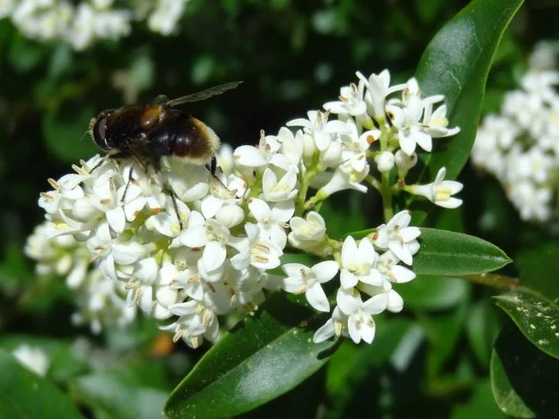 Liguster (Ligustrum vulgare)