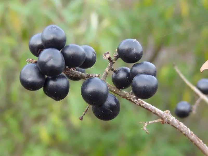 Liguster (Ligustrum vulgare)