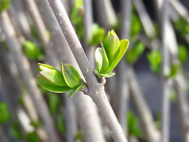 Liguster (Ligustrum vulgare)