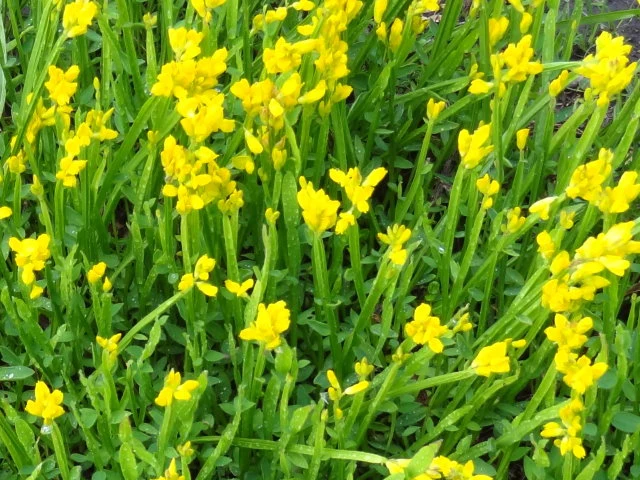 Pfeilginster (Genista sagittalis)