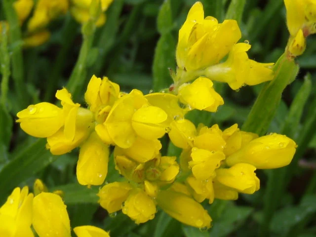 Pfeilginster (Genista sagittalis)