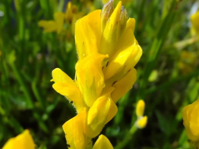 Pfeilginster (Genista sagittalis)