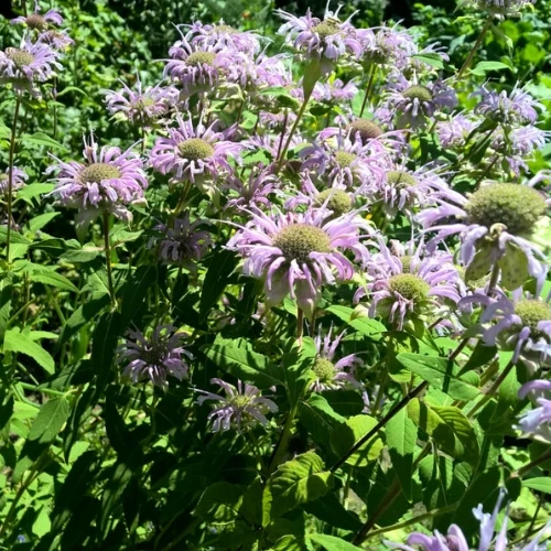BIO Saatgut Bergamotte Monarde