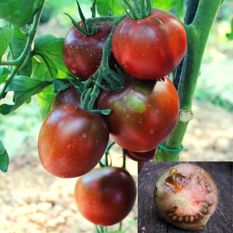 BIO Saatgut Salattomate tschernij prinz
