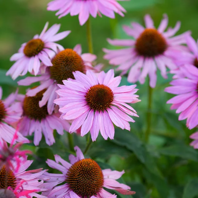 Echinacea Purpurea: Purple Coneflower Organic Seed