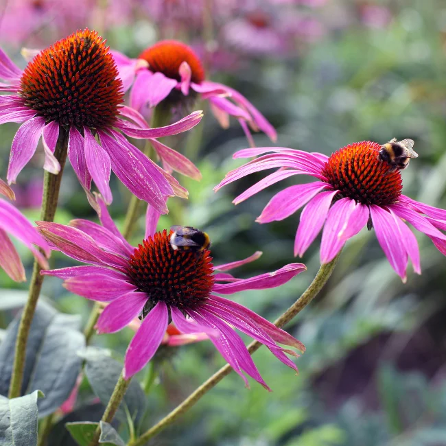 Echinacea Purpurea: Purple Coneflower Organic Seed