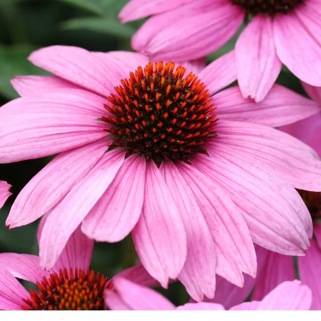 Echinacea Purpurea: Purple Coneflower Organic Seed