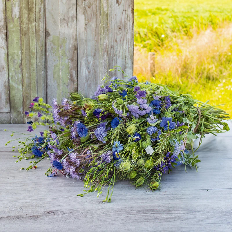 Blumenmischung - Royal Blue